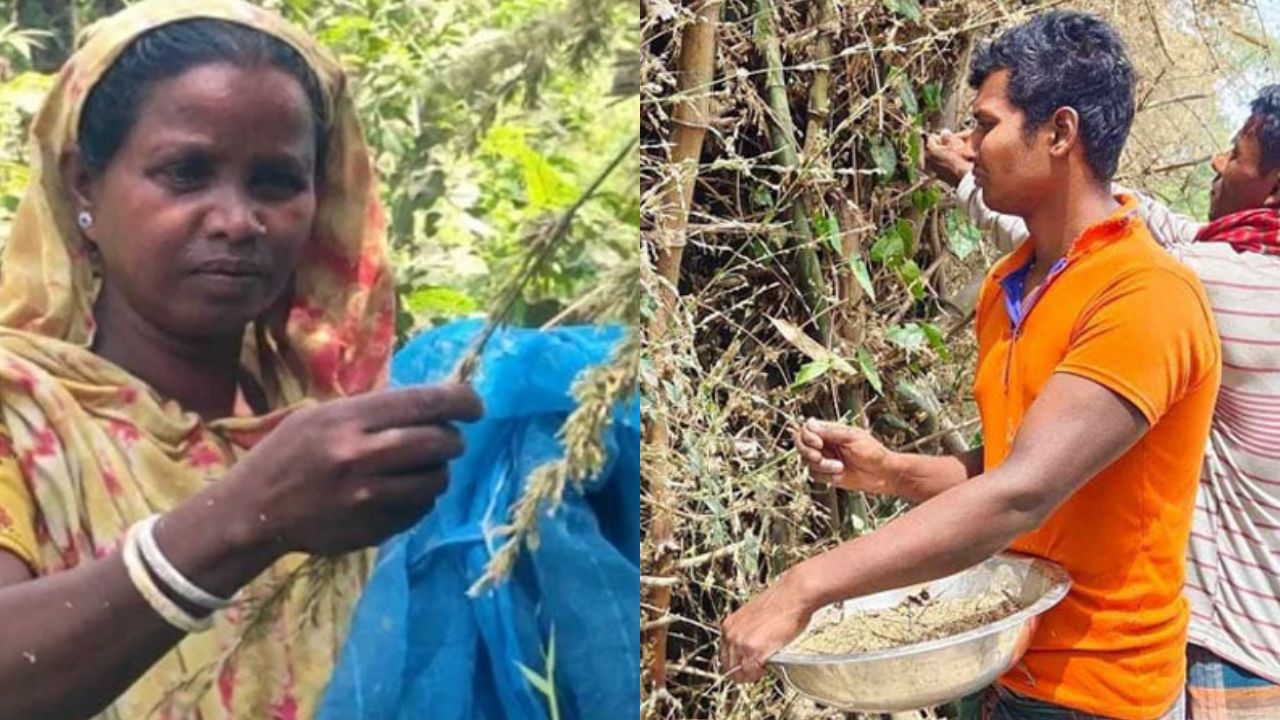 বাঁশের ফল থেকে চাল! তৈরি হচ্ছে আটা-ভাত -পায়েস, গুণাগুণ জানলে চমকে যাবেন