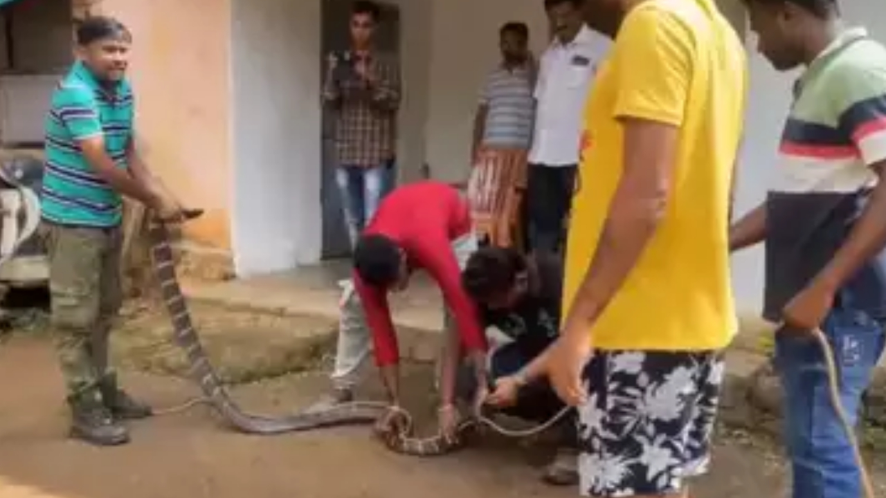 ঘর থেকে উদ্ধার ১১ ফুট লম্বা কিং কোবরা ! ভিডিও দেখে শিউরে উঠলো নেট দুনিয়া