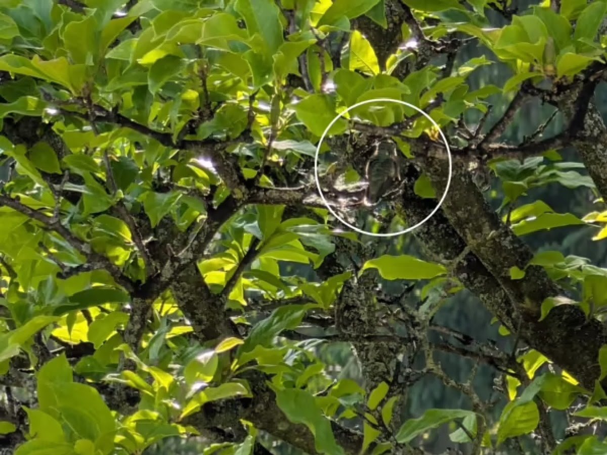 গাছের পাতার ফাঁকে লুকিয়ে ছোট্ট পাখি! ১৫ সেকেন্ডের মধ্যে খুঁজে পেলে জিনিয়াস আপনি