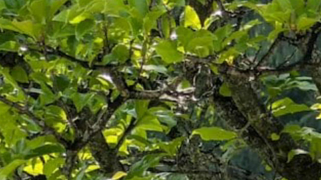 গাছের পাতার ফাঁকে লুকিয়ে ছোট্ট পাখি! ১৫ সেকেন্ডের মধ্যে খুঁজে পেলে জিনিয়াস আপনি