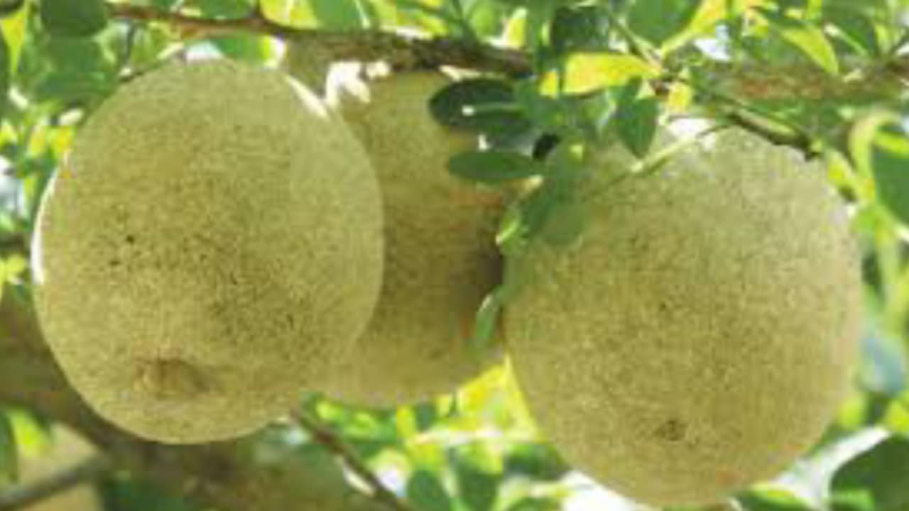 যৌন ক্ষমতা বৃদ্ধি থেকে আলসার নিরাময়! এই ফল মানবদেহে ধনন্ত্বরি